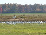 Snow Geese 007